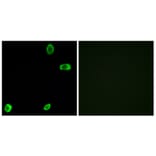 Immunofluorescence - Anti-TAS2R39 Antibody (G756) - Antibodies.com