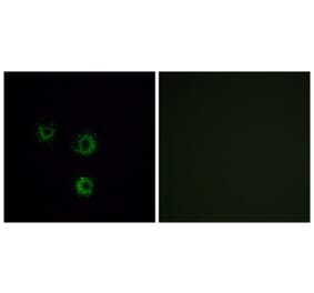 Immunofluorescence - Anti-TAS2R14 Antibody (G753) - Antibodies.com