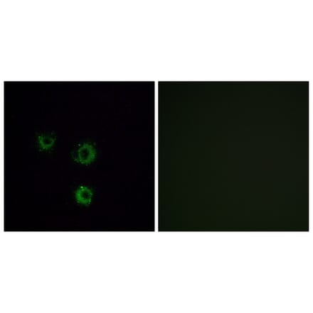 Immunofluorescence - Anti-TAS2R14 Antibody (G753) - Antibodies.com