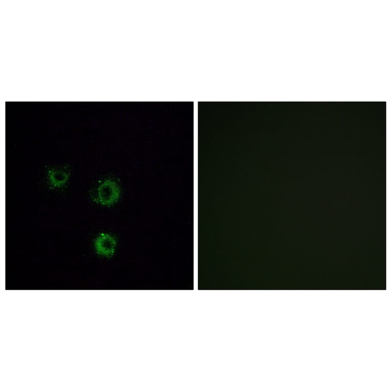 Immunofluorescence - Anti-TAS2R14 Antibody (G753) - Antibodies.com