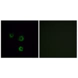 Immunofluorescence - Anti-TAS2R14 Antibody (G753) - Antibodies.com