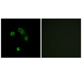 Immunofluorescence - Anti-TAS2R13 Antibody (G752) - Antibodies.com