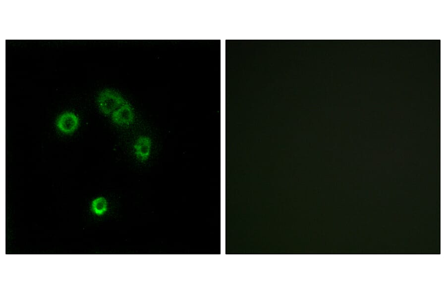 Immunofluorescence - Anti-TAS2R13 Antibody (G752) - Antibodies.com