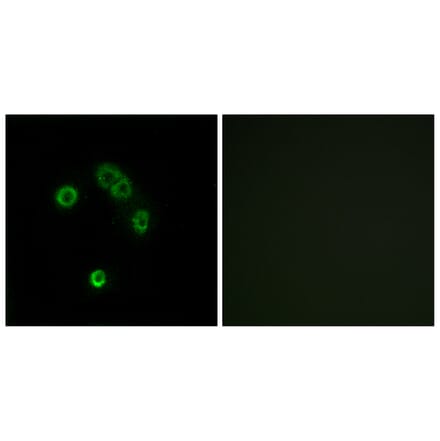 Immunofluorescence - Anti-TAS2R13 Antibody (G752) - Antibodies.com