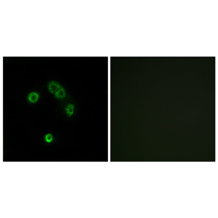 Immunofluorescence - Anti-TAS2R13 Antibody (G752) - Antibodies.com