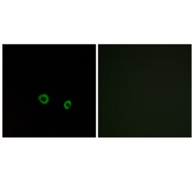 Immunofluorescence - Anti-TAS2R10 Antibody (G750) - Antibodies.com