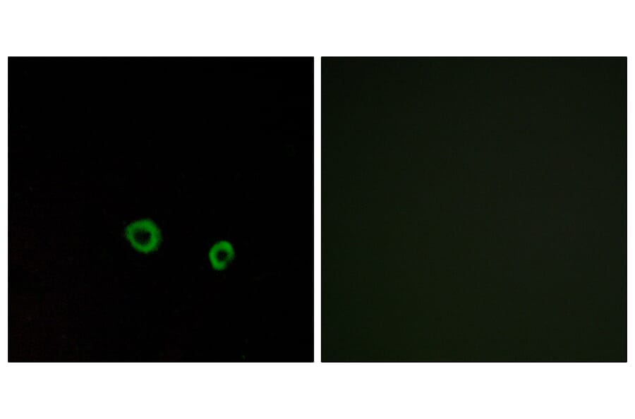 Immunofluorescence - Anti-TAS2R10 Antibody (G750) - Antibodies.com