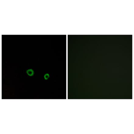 Immunofluorescence - Anti-TAS2R10 Antibody (G750) - Antibodies.com