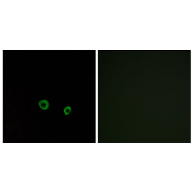 Immunofluorescence - Anti-TAS2R10 Antibody (G750) - Antibodies.com