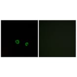 Immunofluorescence - Anti-TAS2R10 Antibody (G750) - Antibodies.com