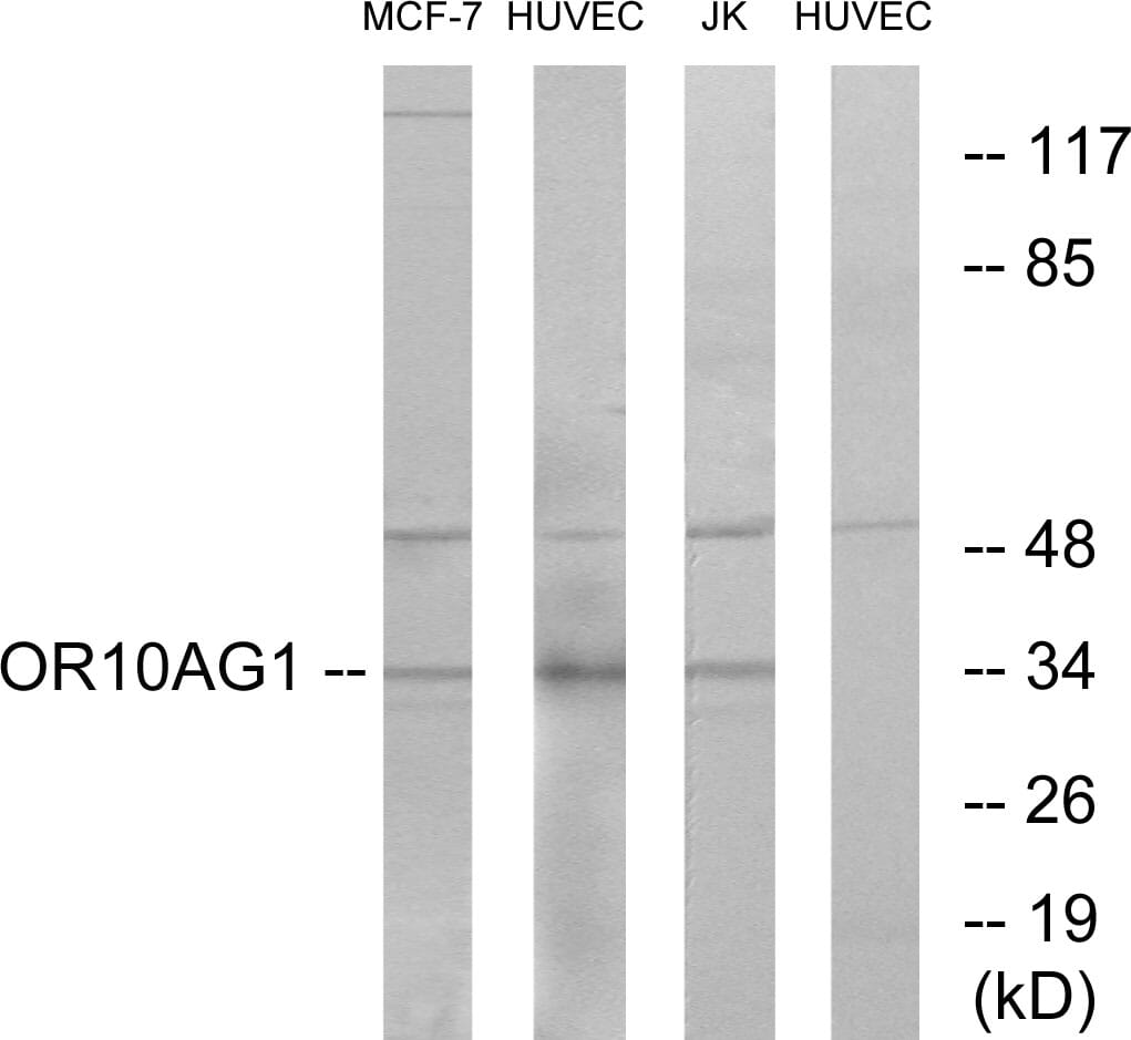 Western blot analysis of lysates from HUVEC, MCF-7, and Jurkat cells using Anti-OR10AG1 Antibody. The right hand lane represents a negative control, where the antibody is blocked by the immunising peptide.
