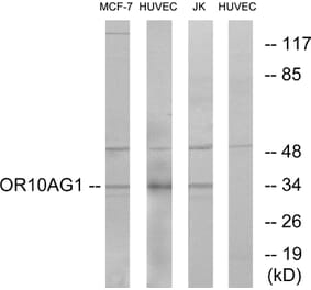 Western Blot - Anti-OR10AG1 Antibody (G417) - Antibodies.com