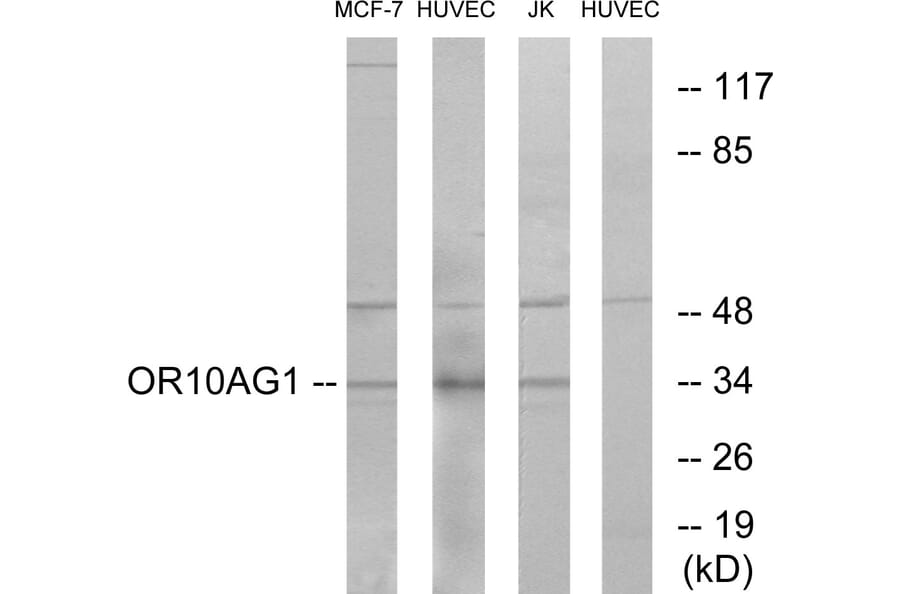 Western Blot - Anti-OR10AG1 Antibody (G417) - Antibodies.com