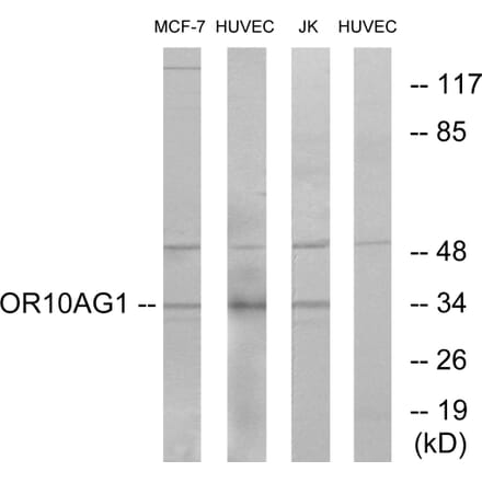 Western Blot - Anti-OR10AG1 Antibody (G417) - Antibodies.com