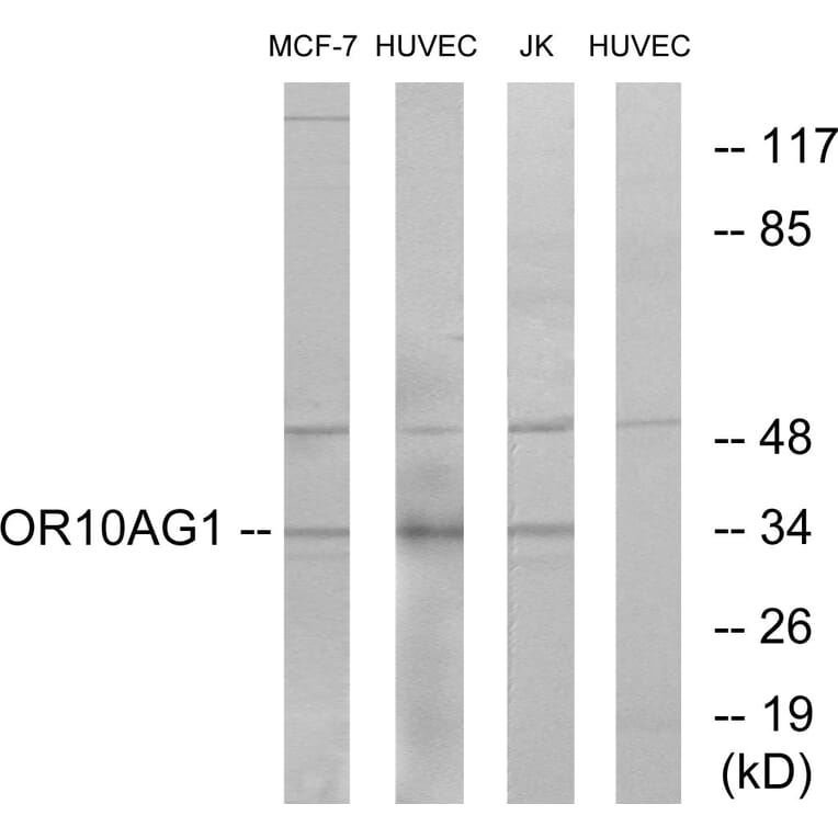 Western Blot - Anti-OR10AG1 Antibody (G417) - Antibodies.com