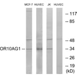 Western Blot - Anti-OR10AG1 Antibody (G417) - Antibodies.com