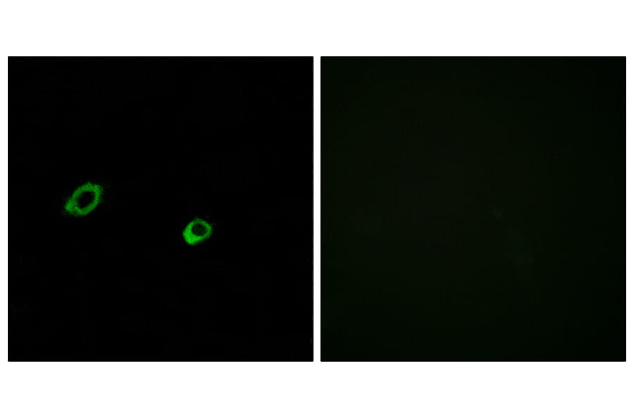 Immunofluorescence - Anti-OR10AG1 Antibody (G417) - Antibodies.com