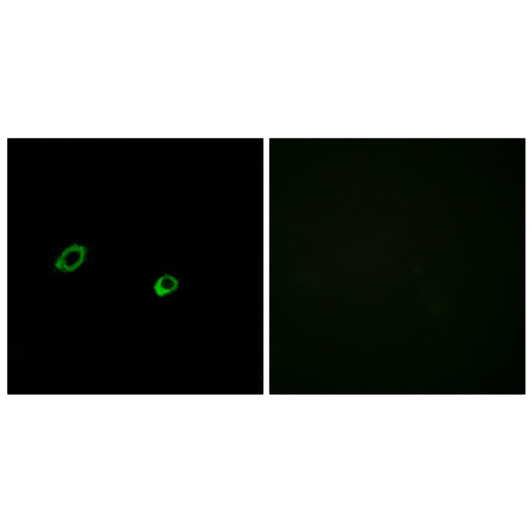 Immunofluorescence - Anti-OR10AG1 Antibody (G417) - Antibodies.com