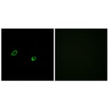 Immunofluorescence - Anti-OR10AG1 Antibody (G417) - Antibodies.com