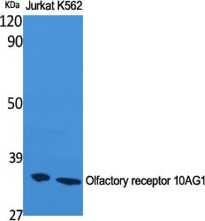 Western blot analysis of various cells using Anti-OR10AG1 Antibody.