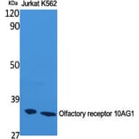 Western Blot - Anti-OR10AG1 Antibody (G417) - Antibodies.com