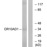 Western Blot - Anti-OR10AD1 Antibody (G416) - Antibodies.com