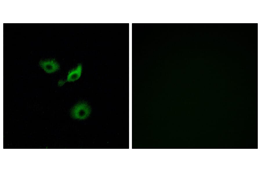 Immunofluorescence - Anti-OR10AD1 Antibody (G416) - Antibodies.com