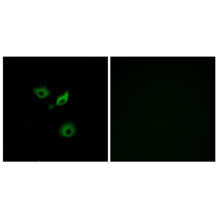 Immunofluorescence - Anti-OR10AD1 Antibody (G416) - Antibodies.com