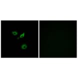 Immunofluorescence - Anti-OR10AD1 Antibody (G416) - Antibodies.com