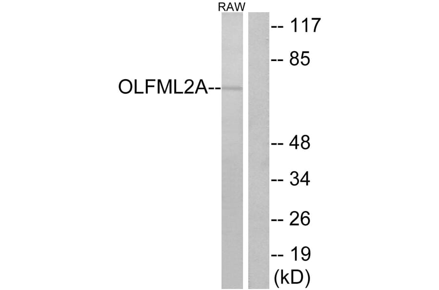 Western Blot - Anti-OLFML2A Antibody (G484) - Antibodies.com