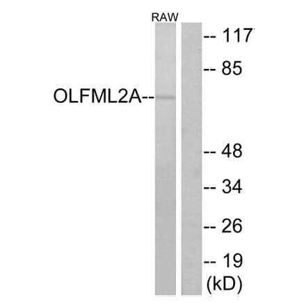 Western Blot - Anti-OLFML2A Antibody (G484) - Antibodies.com