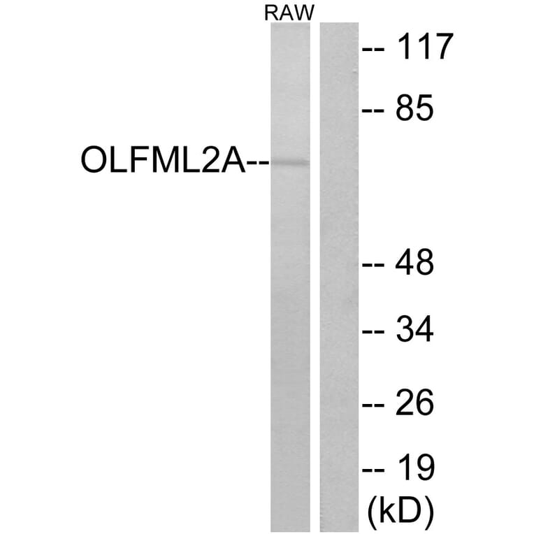 Western Blot - Anti-OLFML2A Antibody (G484) - Antibodies.com