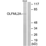 Western Blot - Anti-OLFML2A Antibody (G484) - Antibodies.com