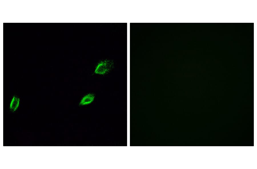 Immunofluorescence - Anti-OLFML2A Antibody (G484) - Antibodies.com