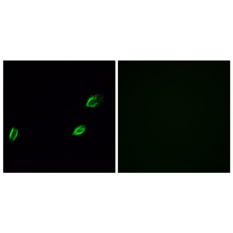 Immunofluorescence - Anti-OLFML2A Antibody (G484) - Antibodies.com