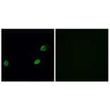 Immunofluorescence - Anti-OLFML2A Antibody (G484) - Antibodies.com