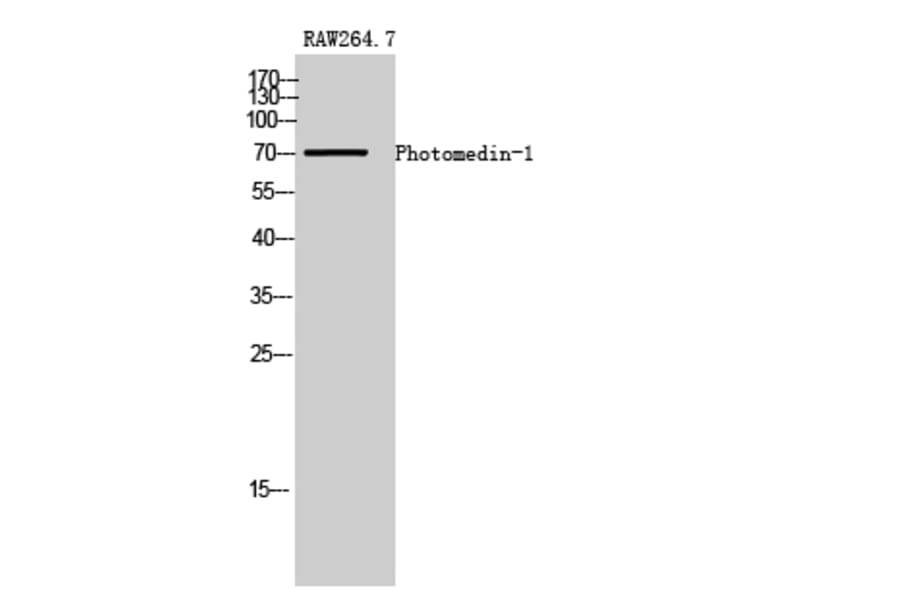 Western Blot - Anti-OLFML2A Antibody (G484) - Antibodies.com