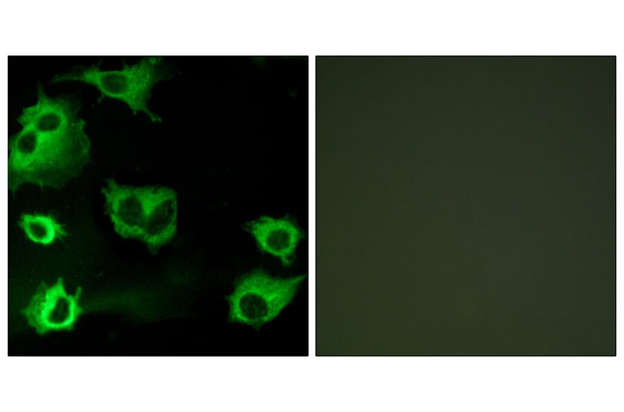 Immunofluorescence - Anti-CYSLTR1 Antibody (G074) - Antibodies.com