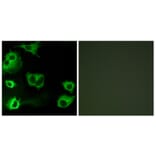 Immunofluorescence - Anti-CYSLTR1 Antibody (G074) - Antibodies.com