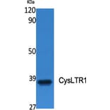 Western Blot - Anti-CYSLTR1 Antibody (G074) - Antibodies.com