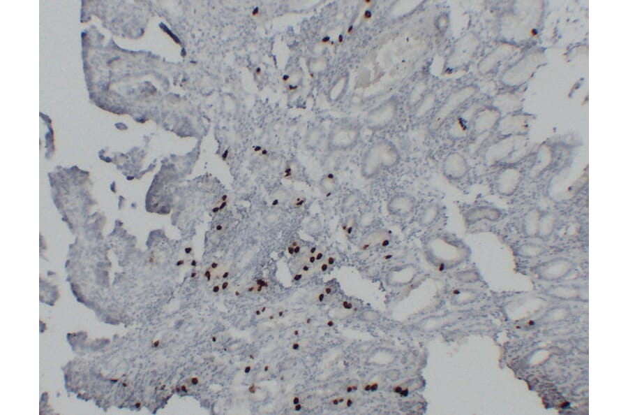 Immunohistochemistry - Anti-Gastrin Antibody (V0074) - Antibodies.com