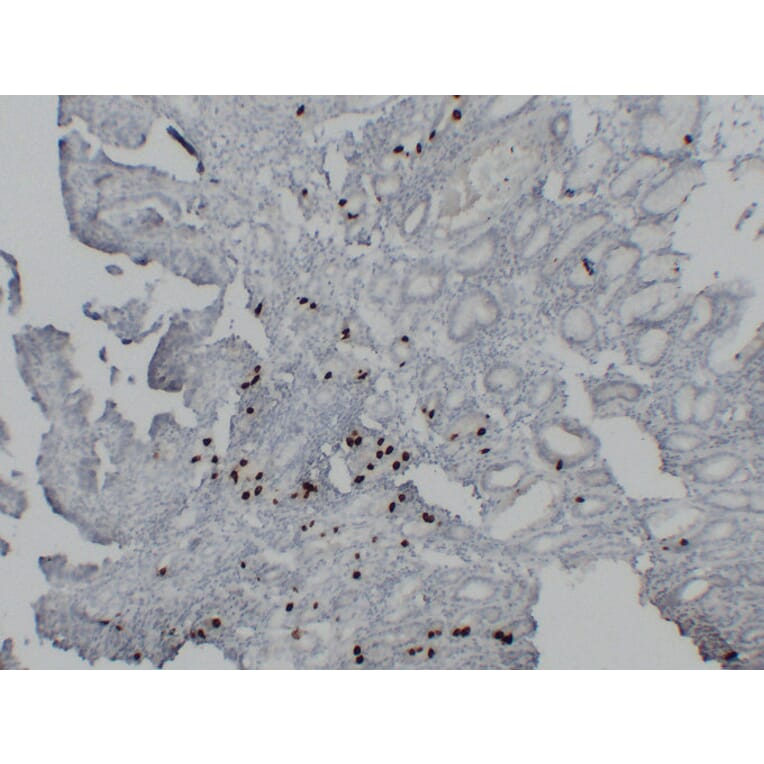 Immunohistochemistry - Anti-Gastrin Antibody (V0074) - Antibodies.com