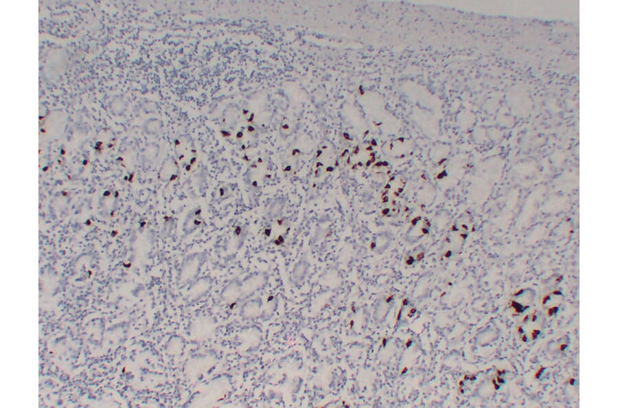 Immunohistochemistry - Anti-Gastrin Antibody (V0074) - Antibodies.com