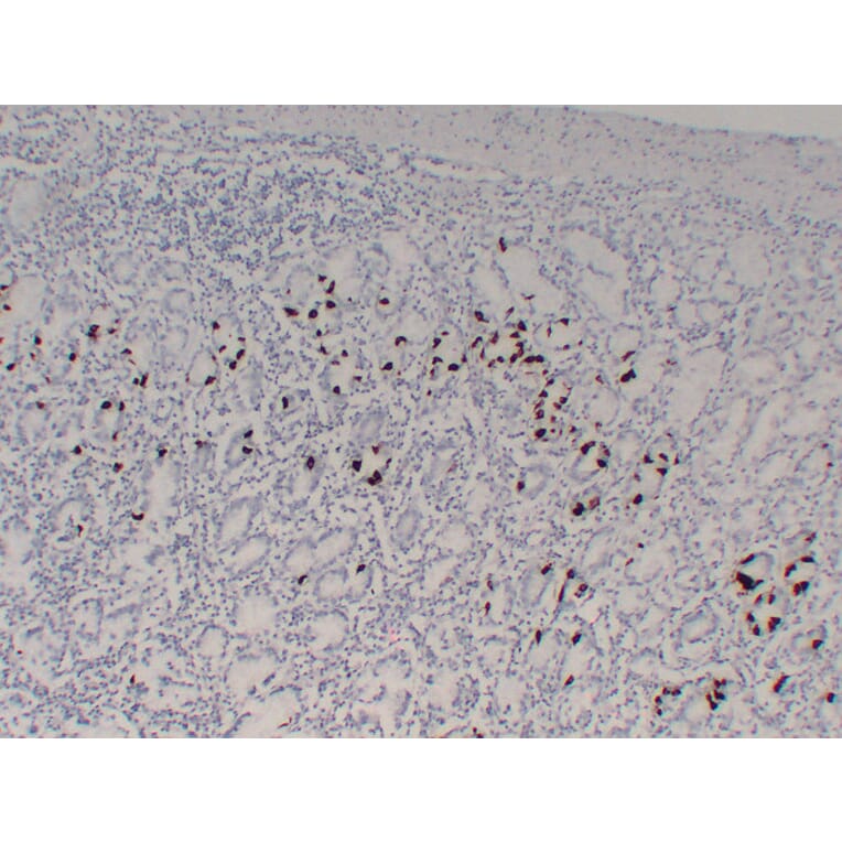 Immunohistochemistry - Anti-Gastrin Antibody (V0074) - Antibodies.com