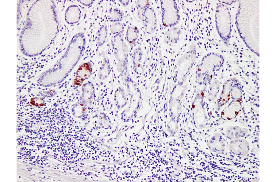 Immunohistochemistry - Anti-Gastrin Antibody (V0074) - Antibodies.com