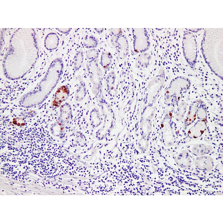 Immunohistochemistry - Anti-Gastrin Antibody (V0074) - Antibodies.com