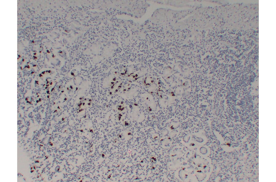 Immunohistochemistry - Anti-Gastrin Antibody (V0074) - Antibodies.com