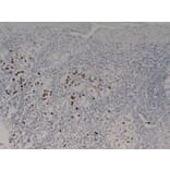 Immunohistochemistry - Anti-Gastrin Antibody (V0074) - Antibodies.com