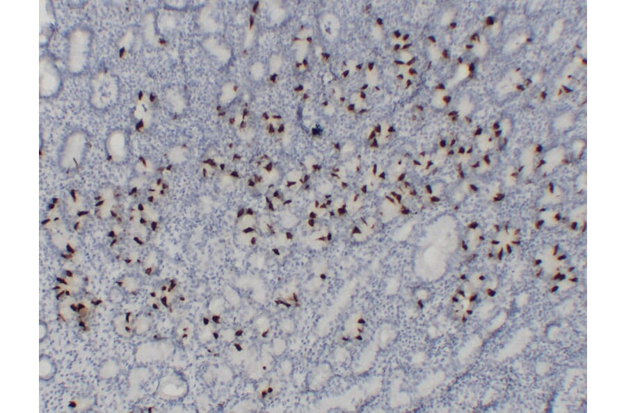 Immunohistochemistry - Anti-Gastrin Antibody (V0074) - Antibodies.com