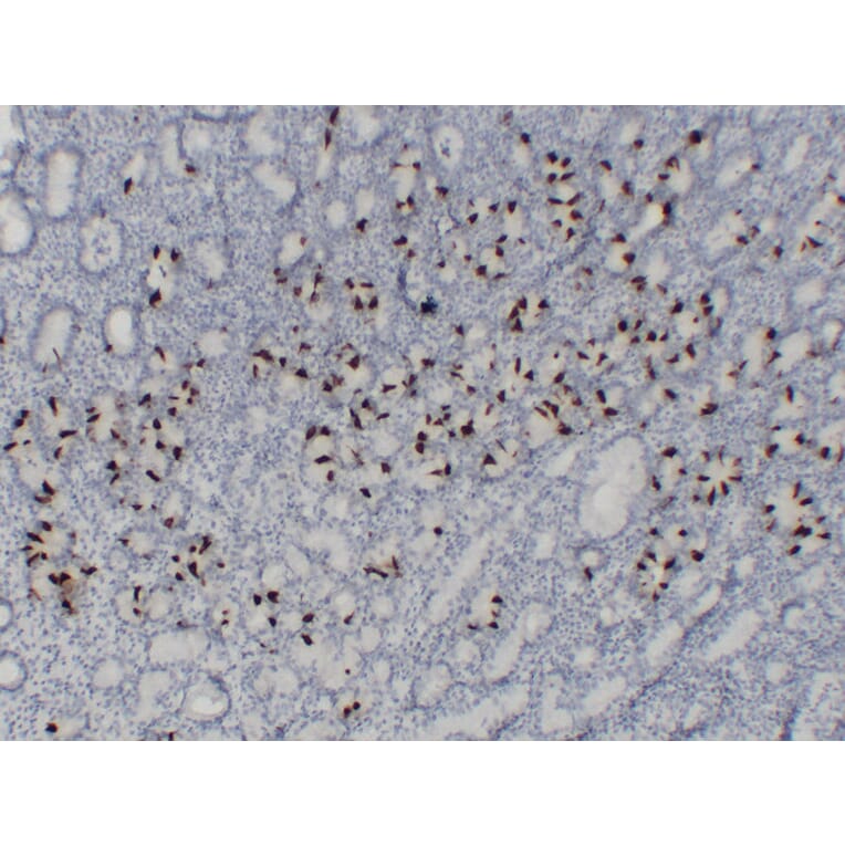 Immunohistochemistry - Anti-Gastrin Antibody (V0074) - Antibodies.com